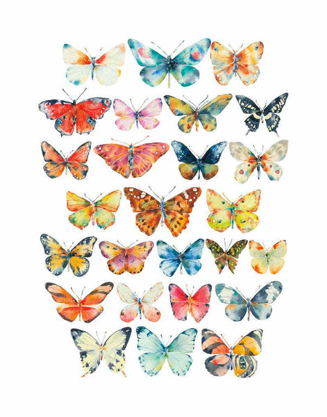 Large Butterflies